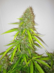 Critical Jack Herer - Delicious Seeds