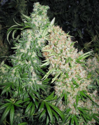 Skunk Special - Female Seeds