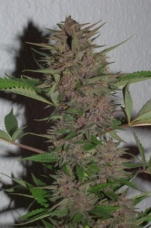 Pakistan Chitral Kush - Ace Seeds