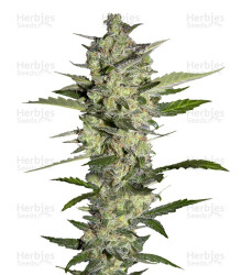 Flowerbomb Kush (Strain Hunters) Cannabis-Samen