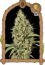 Gypsy Widow - Exotic Seeds