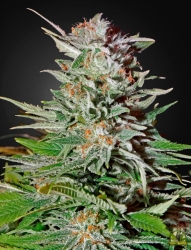 Super Lemon Haze Auto - Green House Seeds