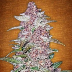 Blackberry Auto Fast Buds-5