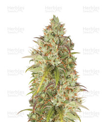 Jack Herer (GHS) Cannabis-Samen