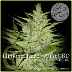 Llimonet Haze Auto CBD - éLite Seeds