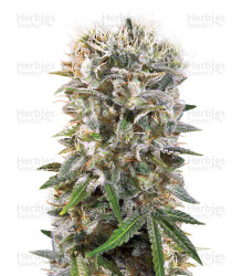 Wappa (Paradise Seeds) Cannabis-Samen