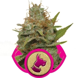 Kali Dog - Royal Queen Seeds