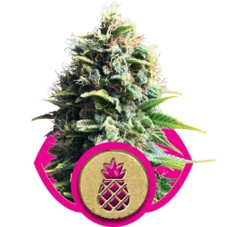 Pineapple Kush - Royal Queen Seeds