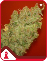 Jack La Mota - Medical Seeds