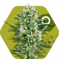 Crazy Cookies - Zambeza Seeds