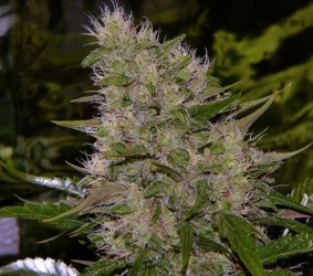 Critical Mass Reg. - Mr. Nice seeds