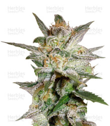 Star 47 (World of Seeds) Cannabis-Samen