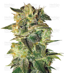 Sugar Mango Ryder Auto (World of Seeds) Cannabis-Samen