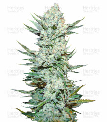 Tangie'matic Auto feminisierte Samen (Fast Buds)