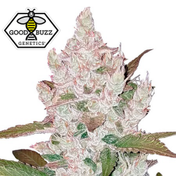 Auto Girl Scout Cookies - Good Buzz Genetics