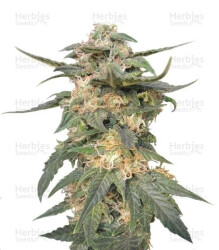 Royal Haze Automatic (RQS) Cannabis-Samen