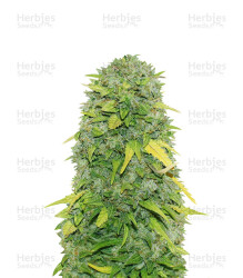 Fast & Vast Auto (Heavyweight Seeds) Cannabis-Samen