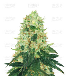 Fruit Punch (Heavyweight Seeds) Cannabis-Samen