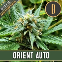 Orient Auto - BlimBurn