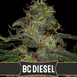 BC Diesel - BlimBurn