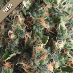 Auto Super OG Kush - Pyramid Seeds