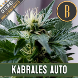 Kabrales Automatic - BlimBurn