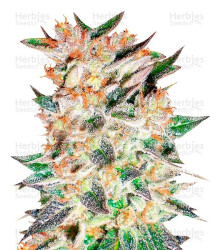 Delicious Candy Auto (Delicious Seeds) Cannabis-Samen