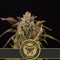 Grizzly Purple Kush - BlimBurn