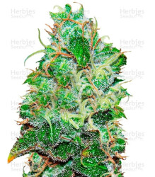 Fruity Chronic Juice (Delicious Seeds) Cannabis-Samen