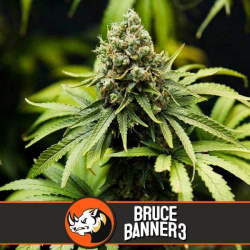 Bruce Banner #3 - BlimBurn