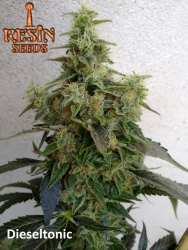 Dieseltonic - Resin Seeds