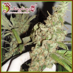 Afghan Cow - Dr Krippling Seeds