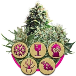 Feminised Mix - Royal Queen Seeds