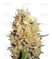 Crazy Miss Hyde (Samsara Seeds) Cannabis-Samen