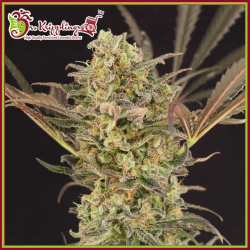 Sherbert Gorilla - Dr Krippling Seeds