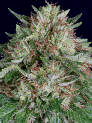 Don AK Auto - Don Avalanche Seeds