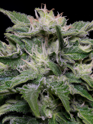 Don Blueberry Auto - Don Avalanche Seeds