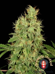 CBD-Chronic - Serious Seeds