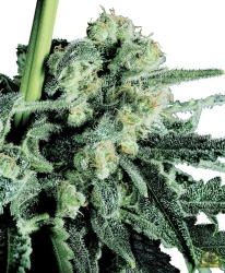 Sensi Skunk Reg. - Sensi Seeds