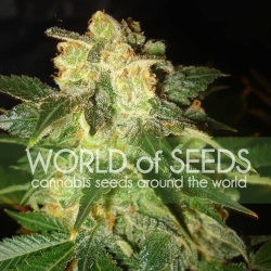 Pakistan Ryder - World of Seeds