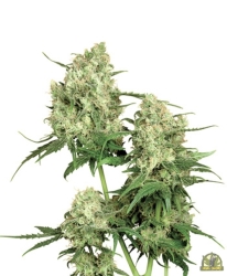 Maple Leaf Indica Reg. - Sensi Seeds