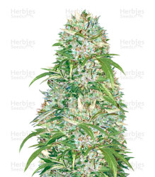 Auto Big Angel (Victory Seeds) Cannabis-Samen