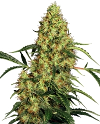 Mexican Sativa Reg. - Sensi Seeds