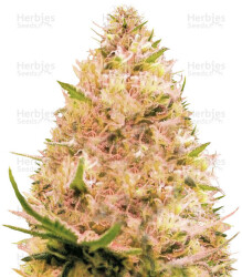 Auto Seemango (Victory Seeds) Cannabis-Samen