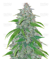 Blue Dream'matic Auto feminisierte Samen