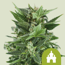 Royal Kush Automatic - Royal Queen Seeds