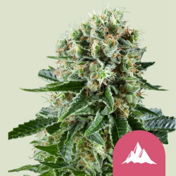 Critical Kush - Royal Queen Seeds