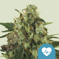 Medical Mass CBD - Royal Queen Seeds