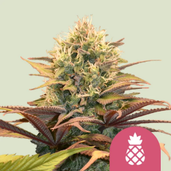 Pineapple Kush - Royal Queen Seeds