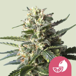 Lemon Shining Silver Haze - Royal Queen Seeds